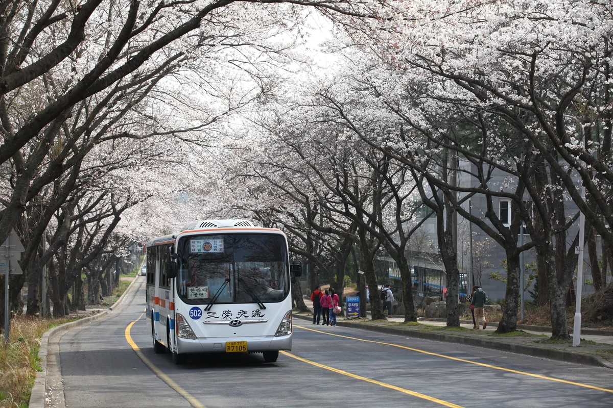 제주대학교 - 제주 여행