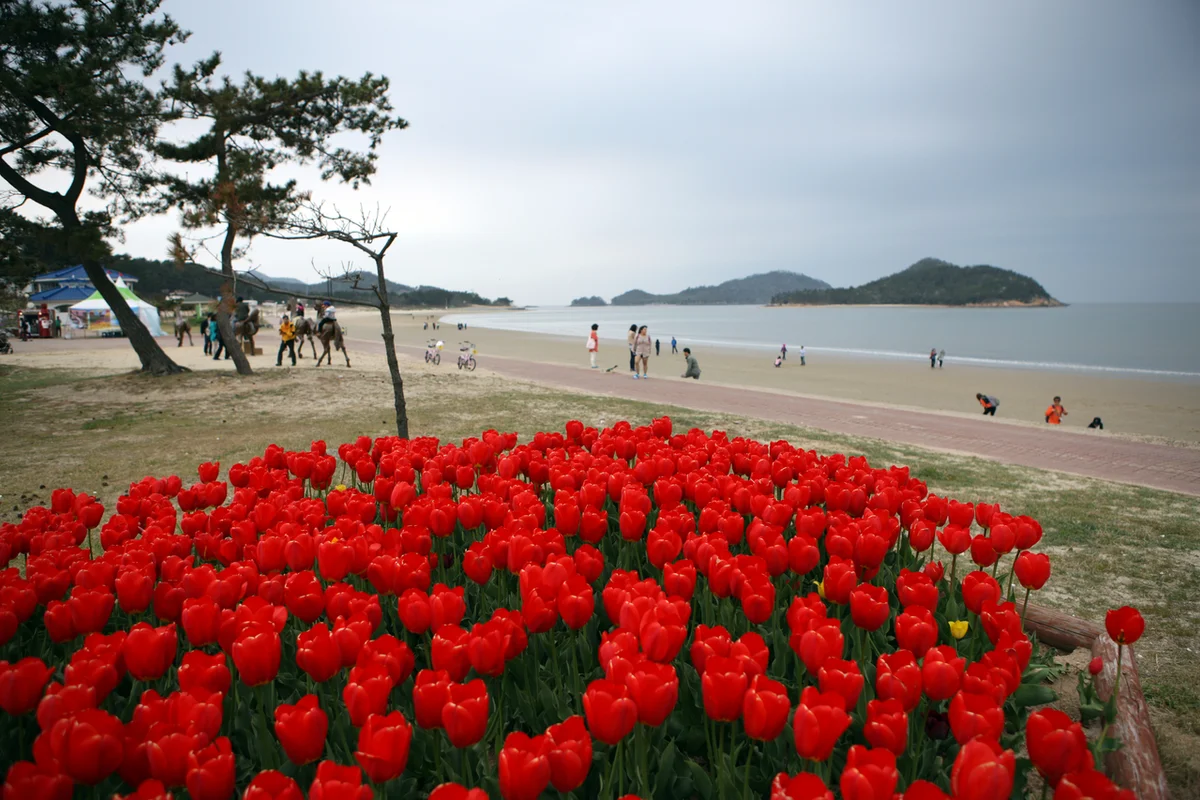 임자도 - 신안여행 여행