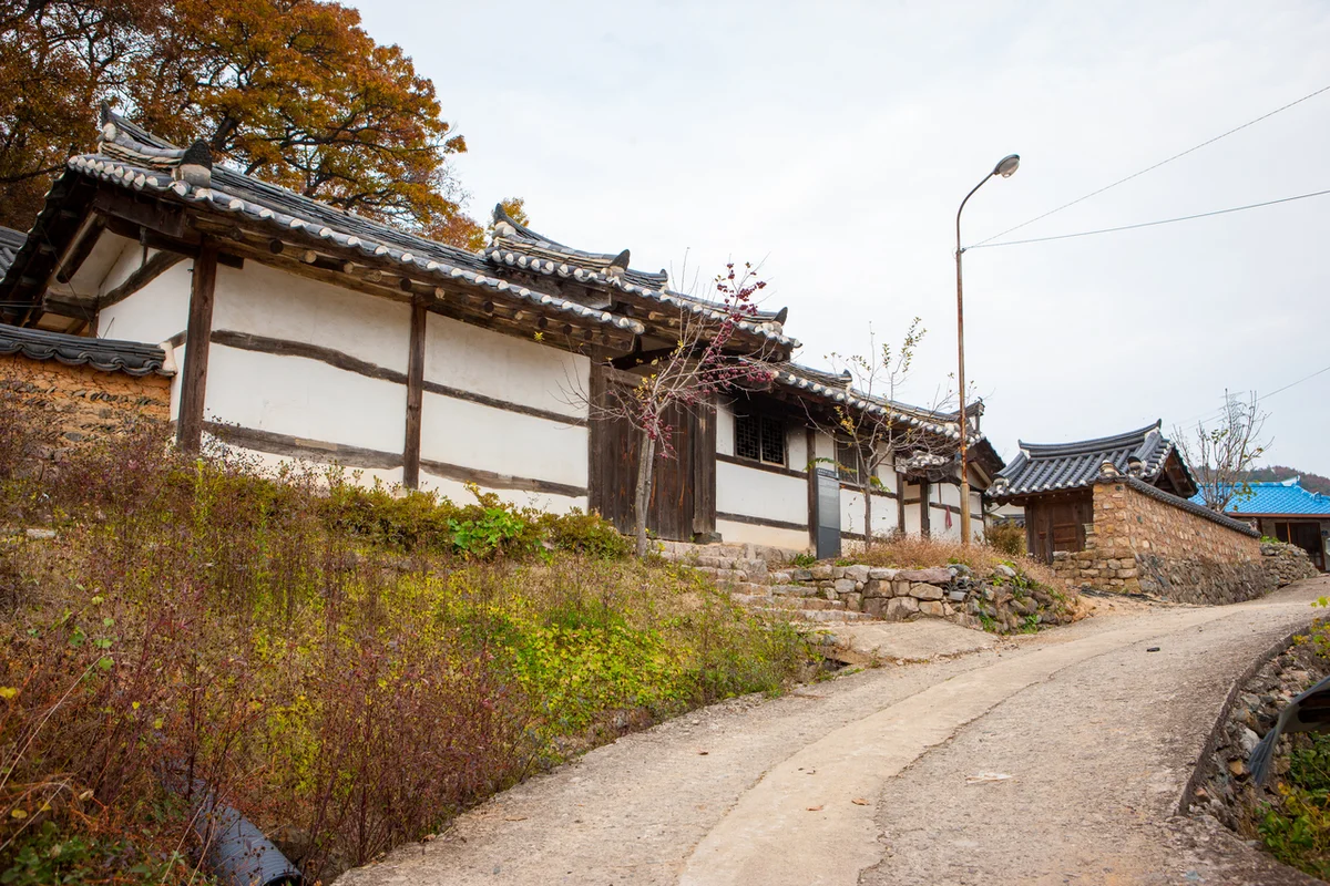 제3정문앞벚꽃길 - 대정벚꽃 여행