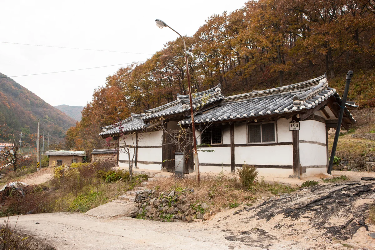 충남대학교 - 대정벚꽃 여행