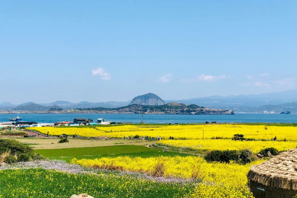 산방산 유채꽃밭 - 제주도유채꽃밭 여행