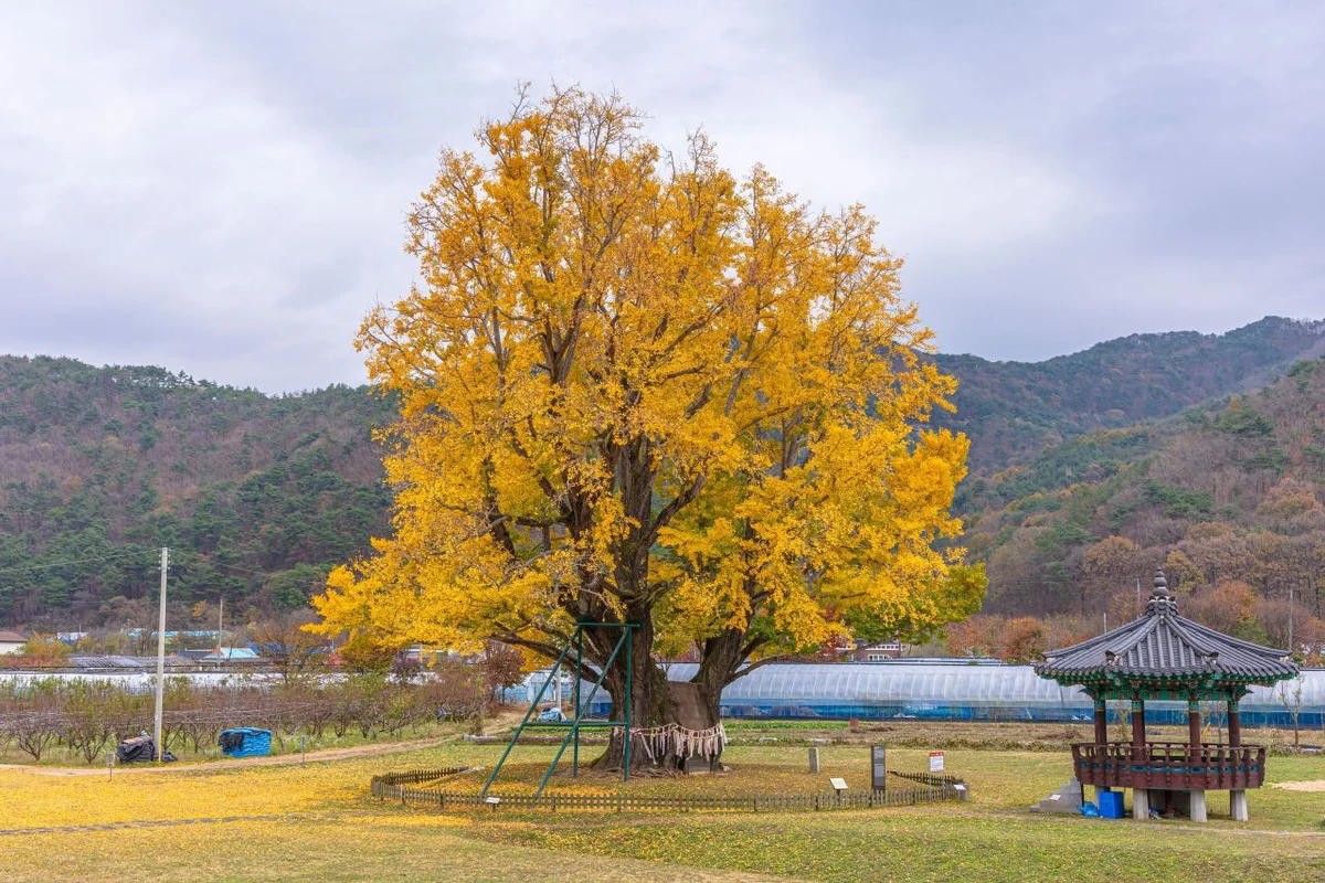 서대산드림캠핑파크&오토캠핑장 - 금산군 여행