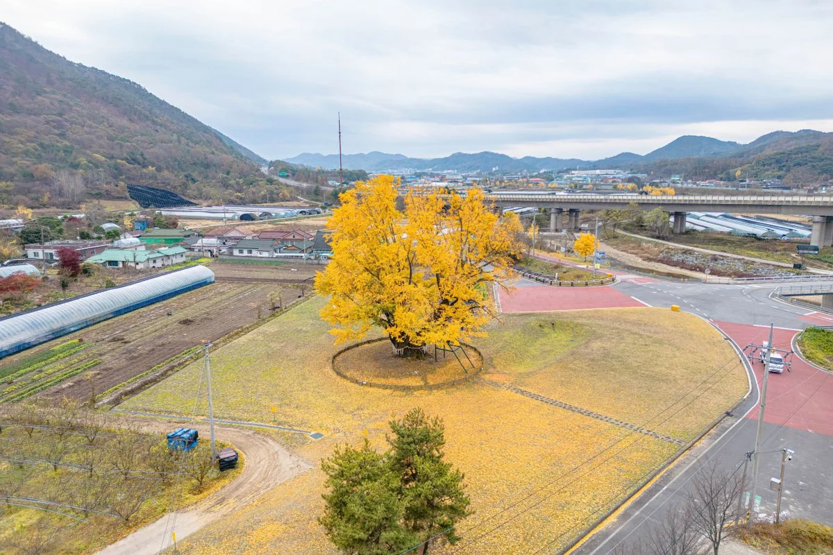 산꽃벚꽃마을오토캠핑장 - 금산군 여행