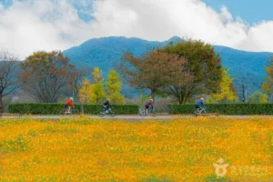 대관령 자전거 도로 (출처 : 한국관광공사)