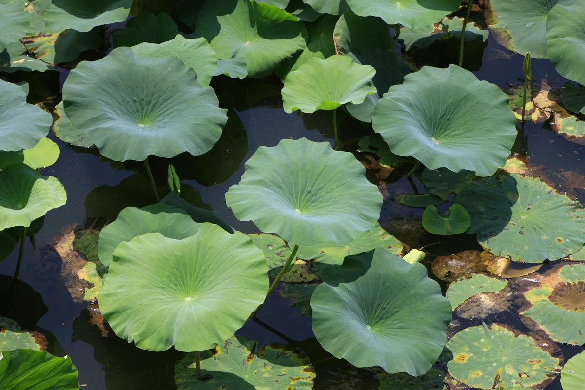 덕진공원 - 전주여행 여행