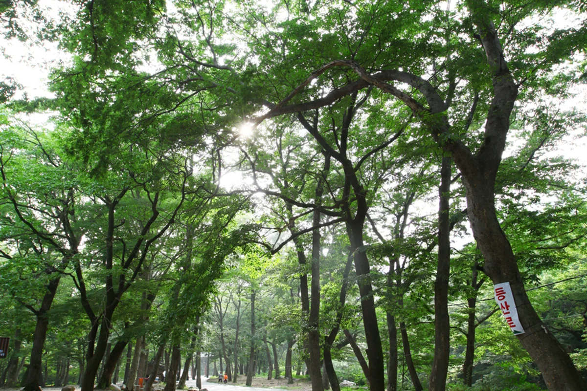 표충사 - 밀양여행 여행