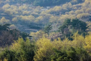 구례산수유마을 에어비앤비 (출처 : 한국관광공사)