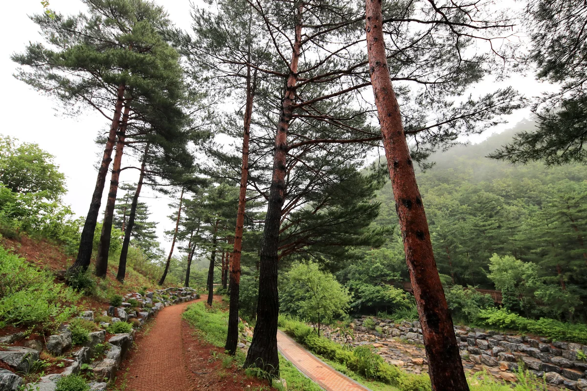 강릉솔향수목원 - 대관령여행 여행