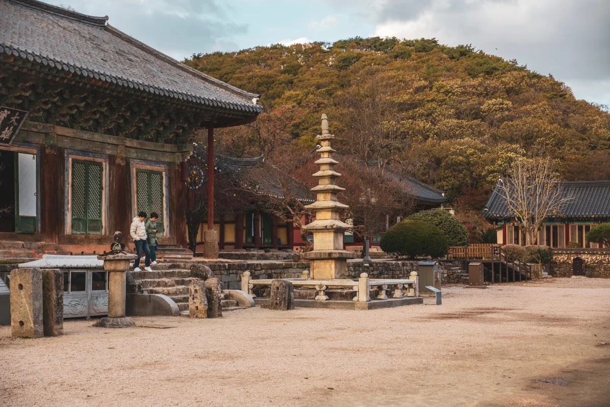 고창삼인리의동백나무숲 - 선운사 여행