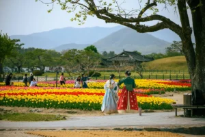 골든 튤립 용인 (출처 : 한국관광공사)