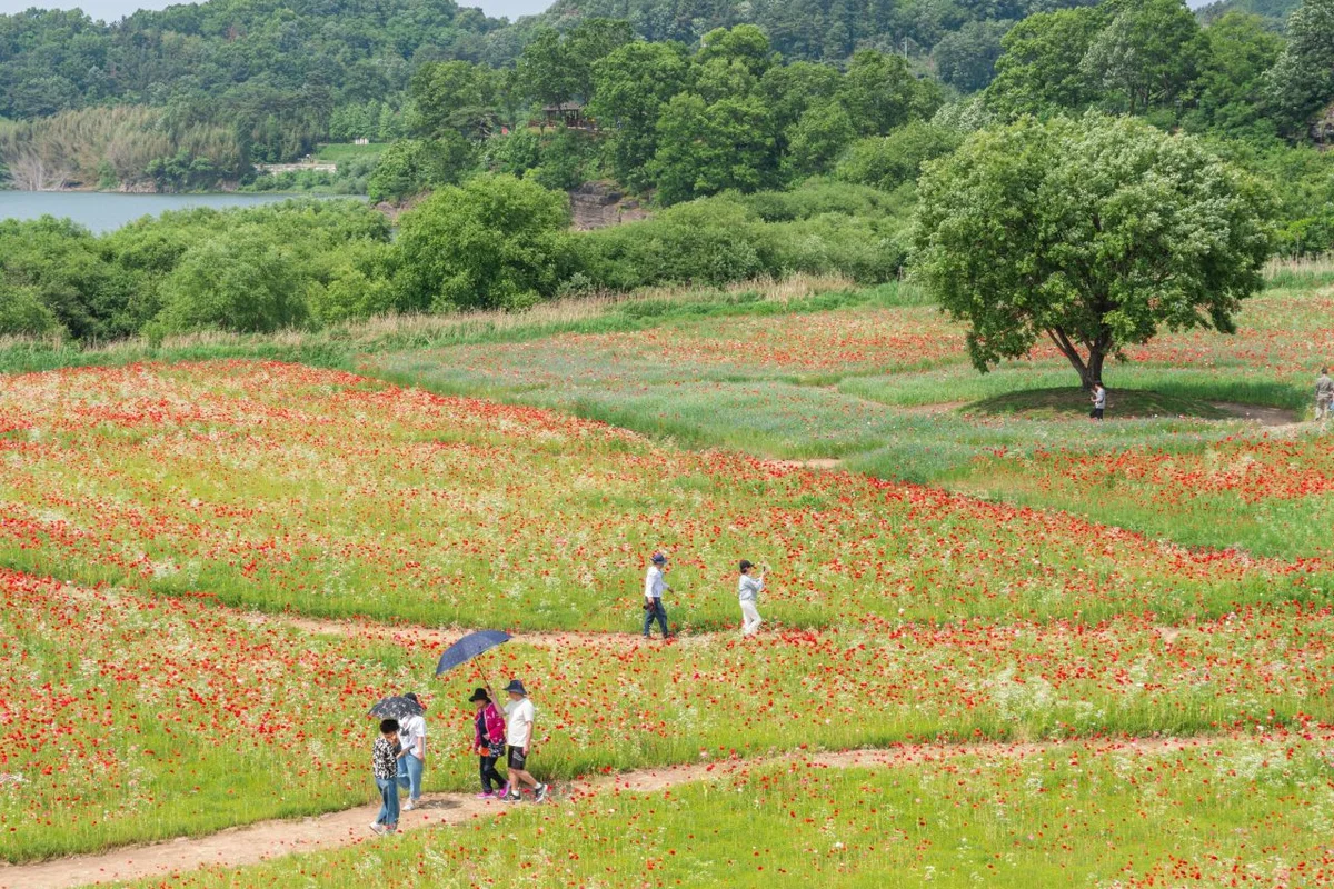 악양둑방 - 함안군 여행