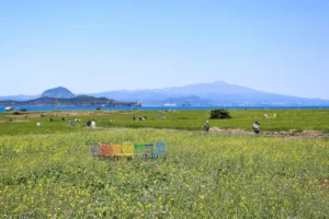 제주도 유채 꽃 (출처 : 한국관광공사)