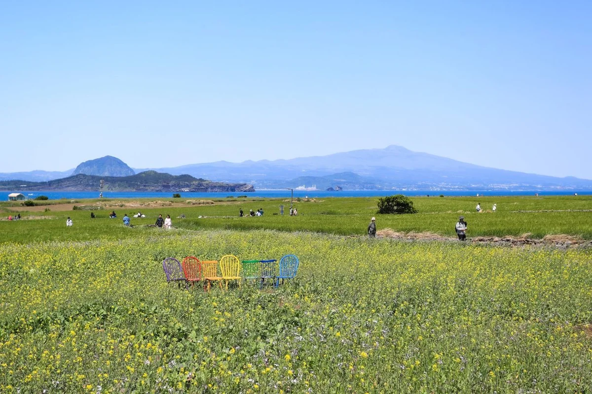제주도 유채 꽃 (출처 : 한국관광공사)