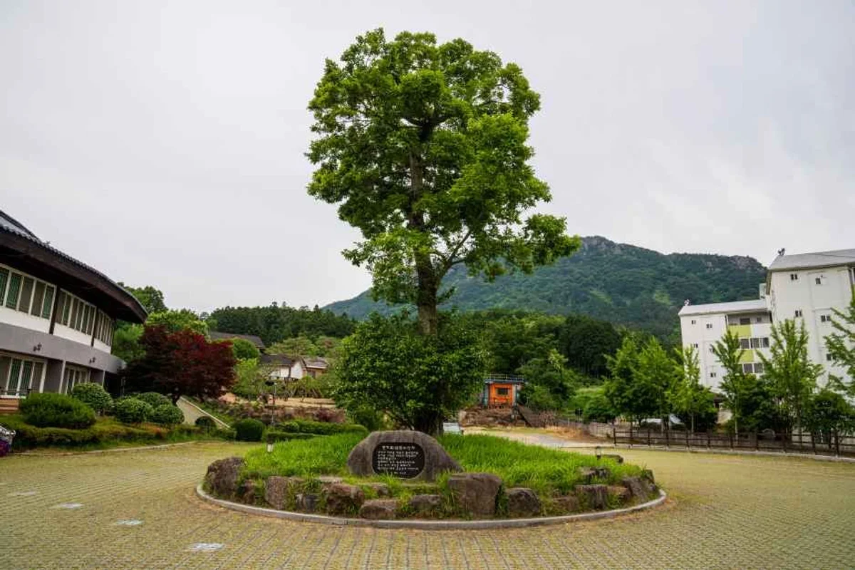 정남진 편백숲 우드랜드 - 장흥여행 여행