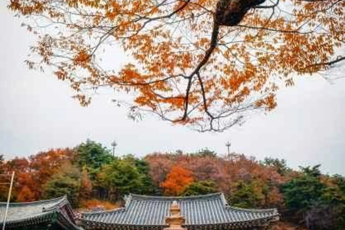 포도나무정원 - 비암사 여행