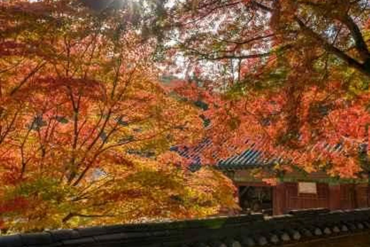공주산림휴양마을 - 공주 여행 여행